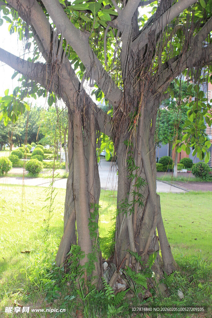 广医粗壮大树扎根绿意草坪