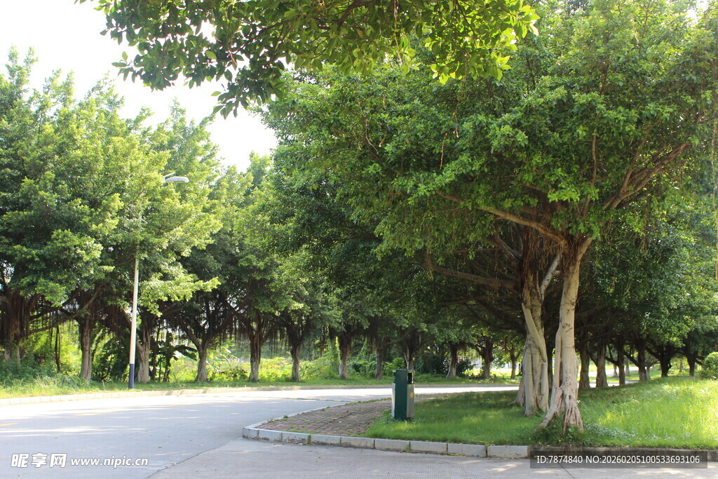 广医林荫环绕的静谧道路