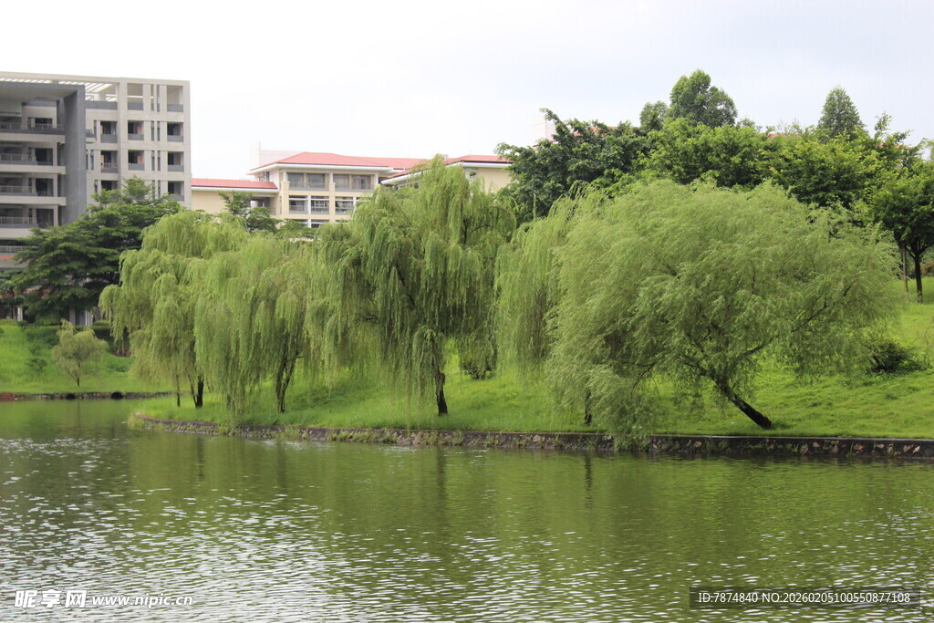 广医湖畔垂柳与远处建筑景观