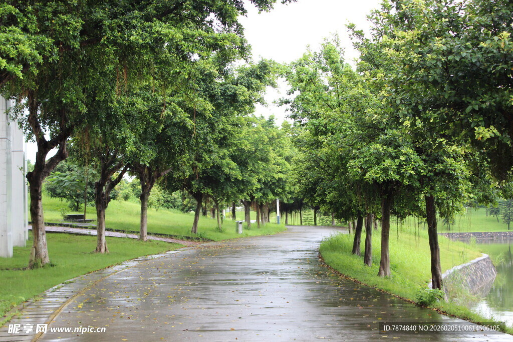 广医雨后林荫小道