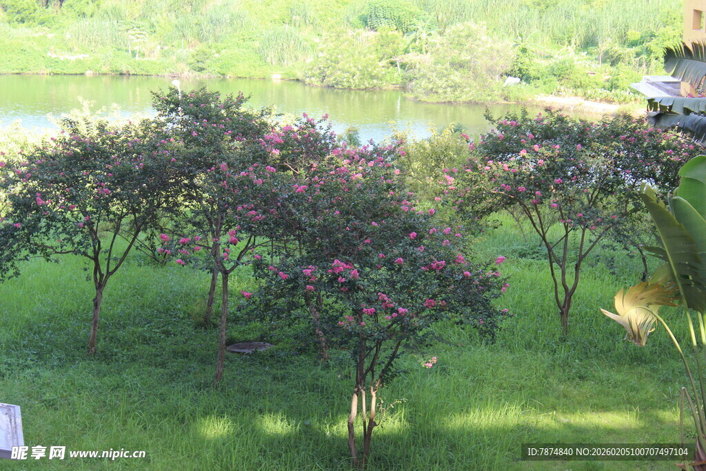 广医花园中的繁花绿树景观