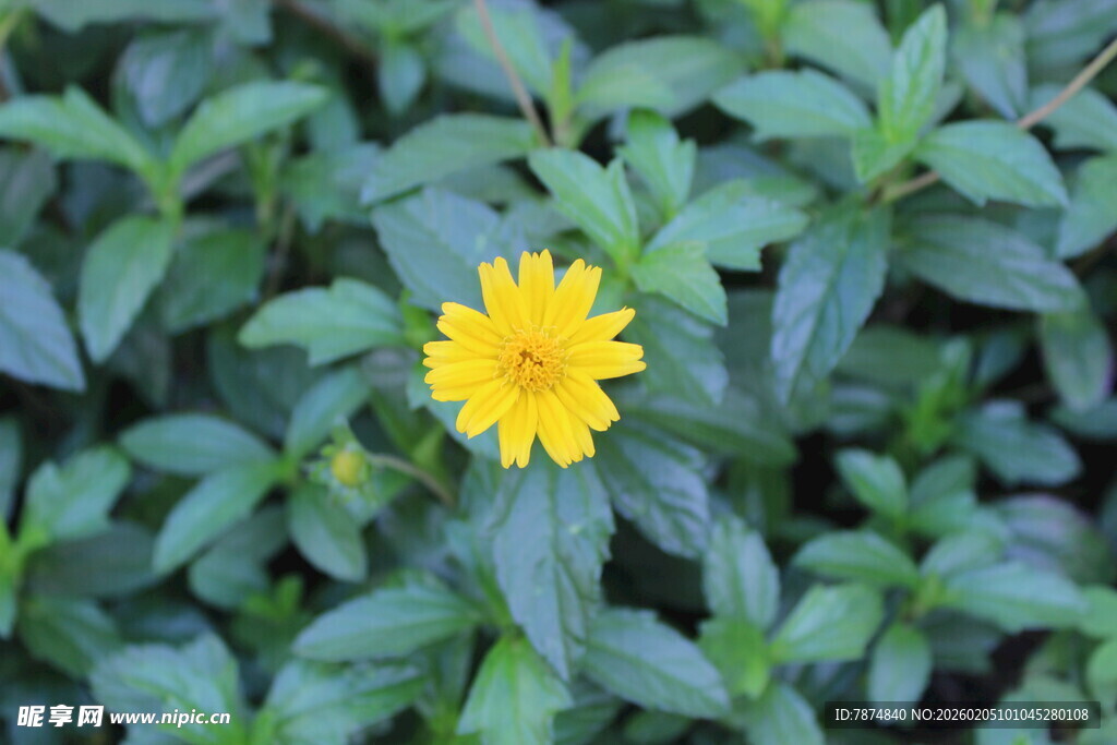绿叶丛中一朵黄色小花