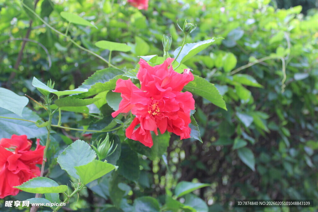 娇艳红玫瑰绽放绿叶间