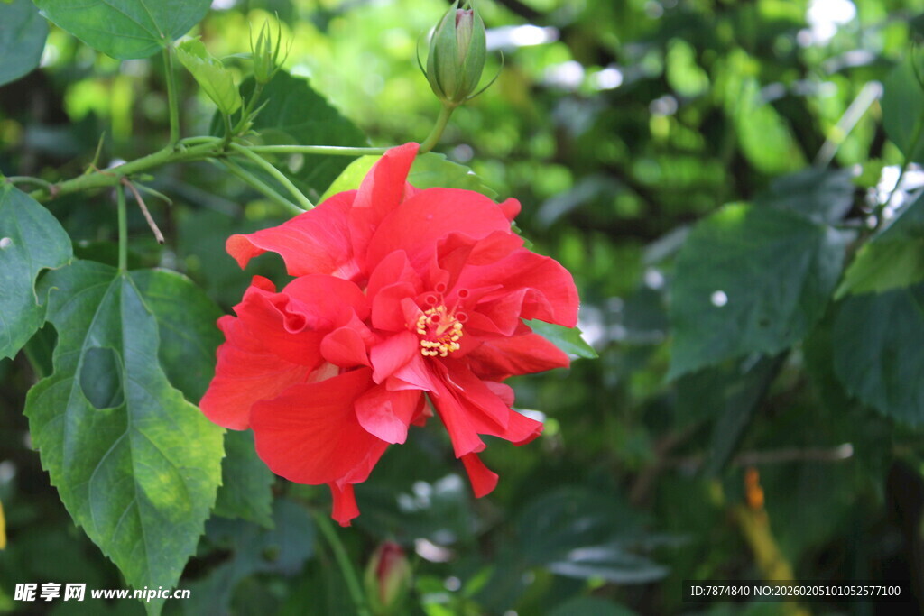 娇艳红花朵绽放绿叶间