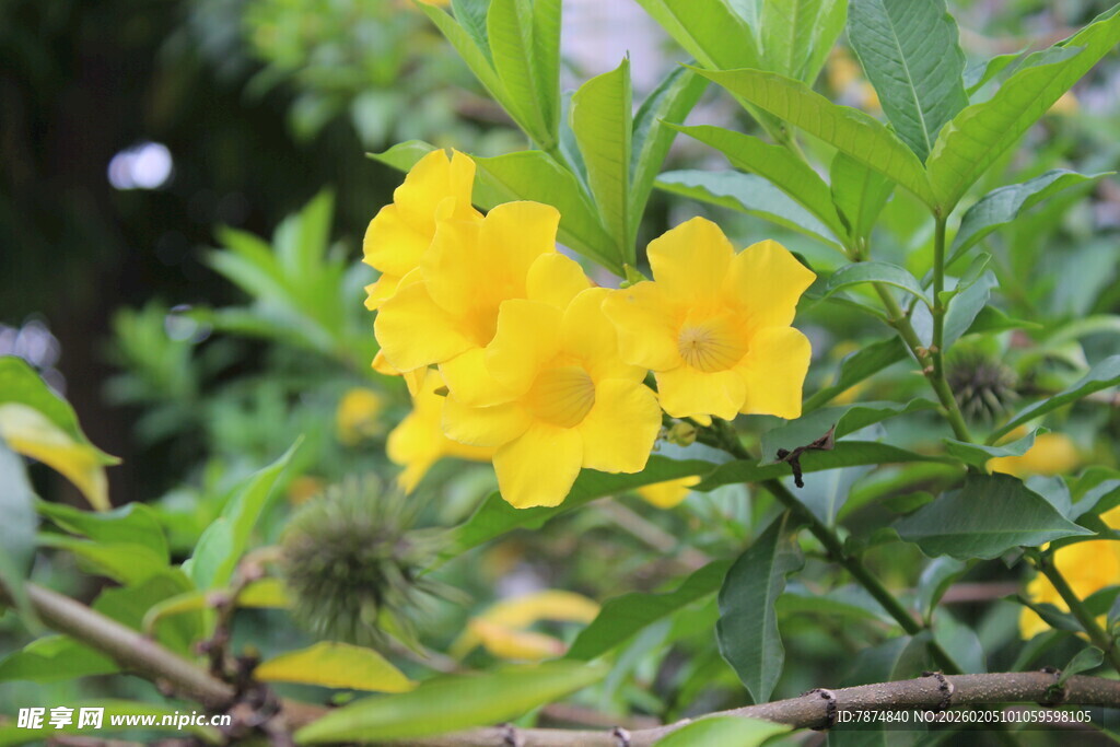 绽放的黄色花卉