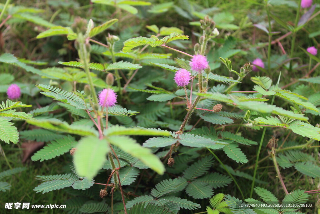 野丛中的粉嫩花朵