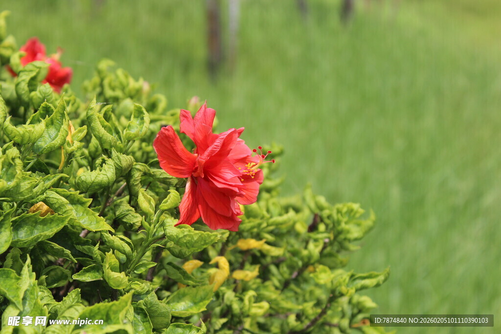绿叶丛中绽放的艳丽红花
