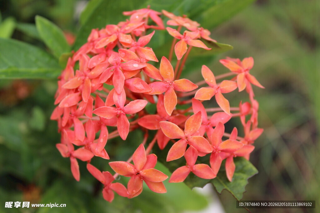 鲜艳橙红色龙船花绽放