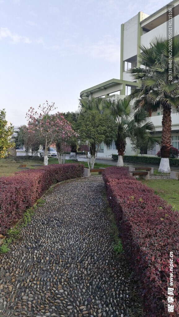 校园小径旁的绿植景观