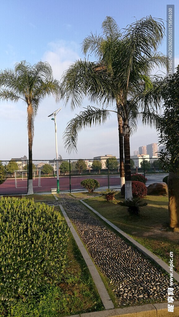 城市中的绿植景观与棕榈树