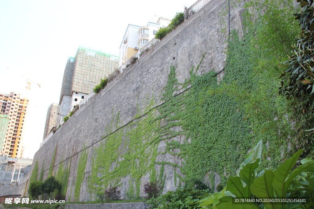城市中爬满绿植的古老城墙