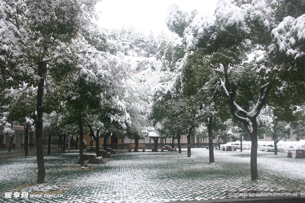 雪覆树林的静谧冬日景象