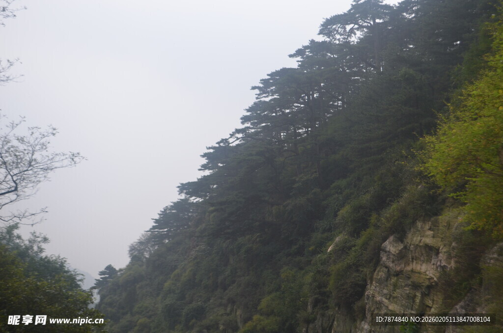 泰山山间葱郁林木景观