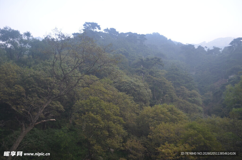 泰山山林绿树景观
