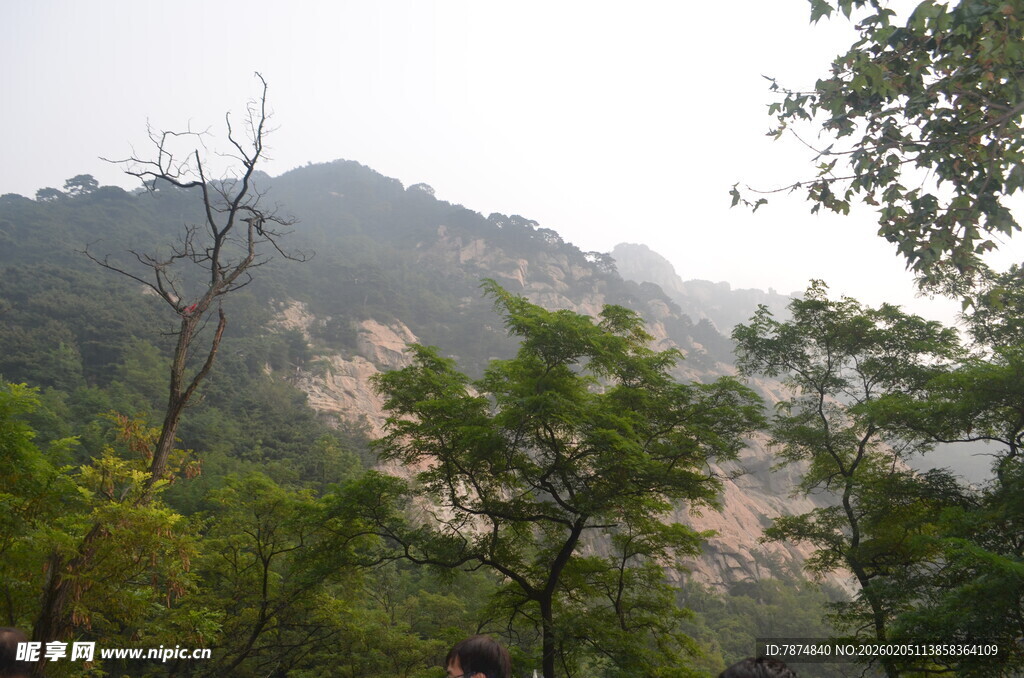 泰山山林间的繁茂植被景观