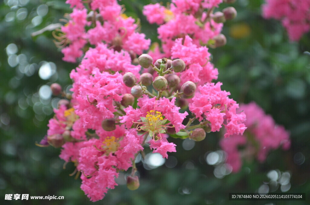 娇艳盛开的粉色紫薇花