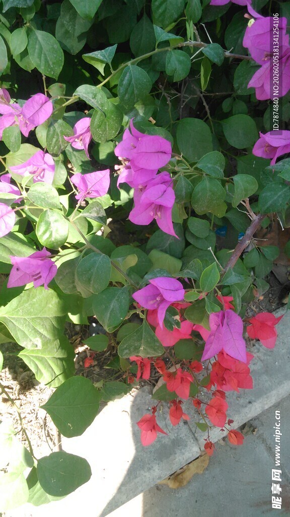 三亚多彩花卉绽放生机