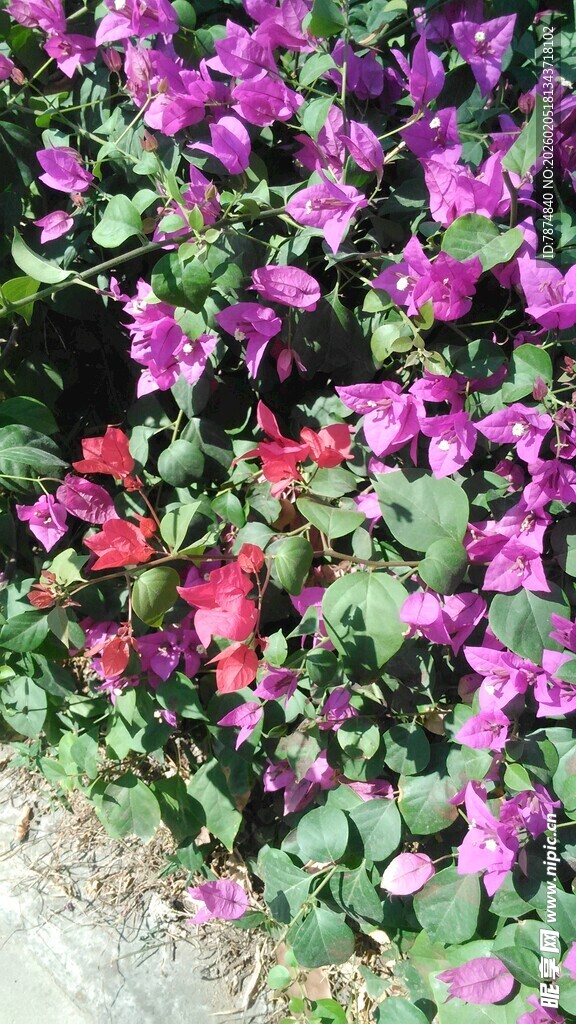 三亚缤纷紫花绽放