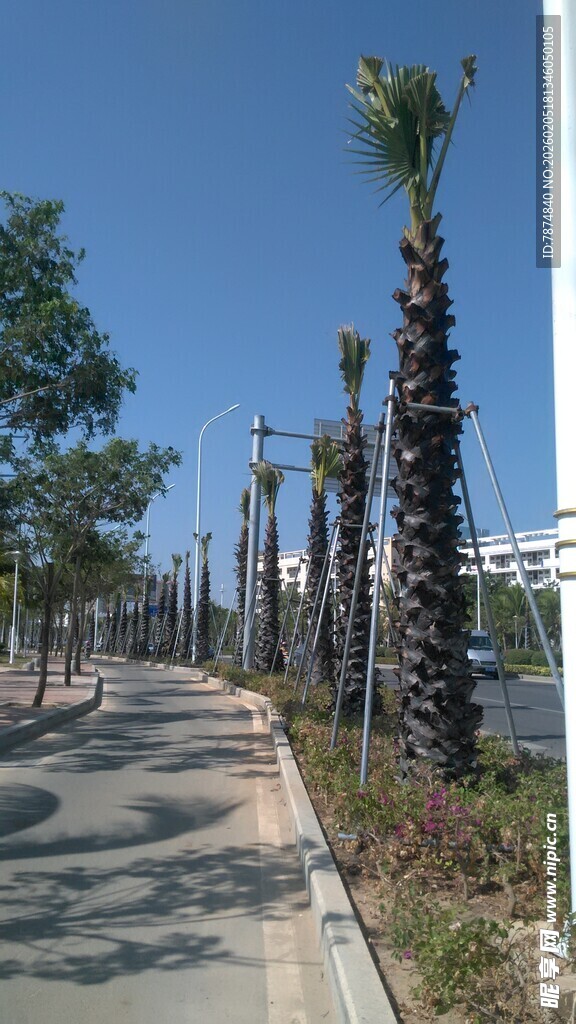 三亚城市中的林荫人行道