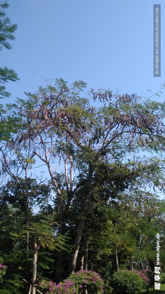 三亚繁茂树林中的蓝天一角