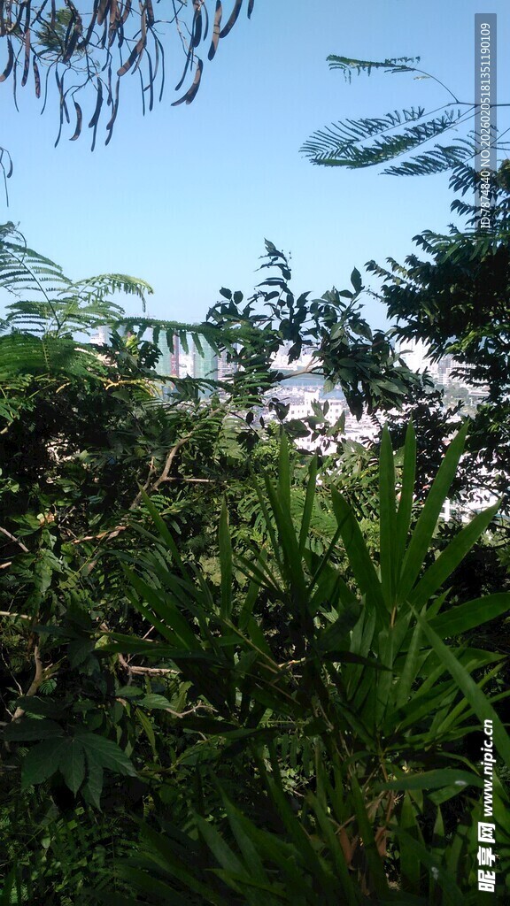 三亚繁茂绿植与蓝天景致