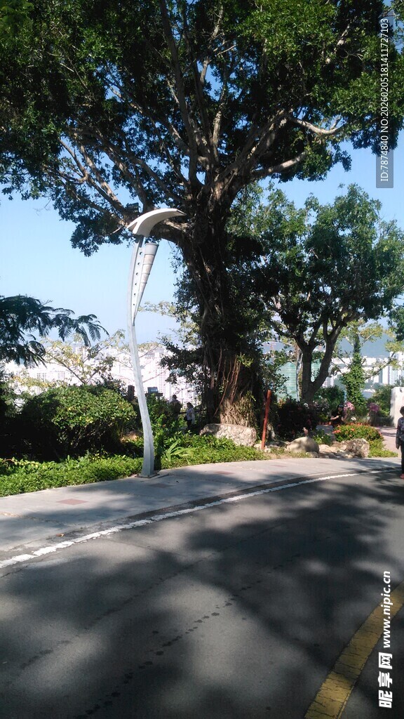 三亚路边繁茂大树 绿意盎然
