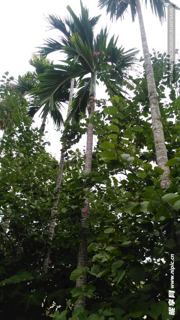 三亚高大挺拔的热带棕榈树