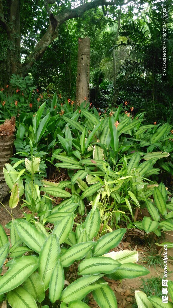 三亚繁茂绿植景观