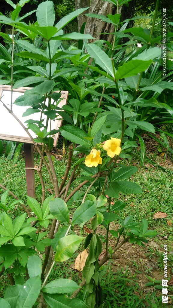 三亚绿叶丛中的黄色小花