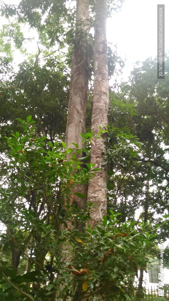 三亚茂密树林中的高大树木