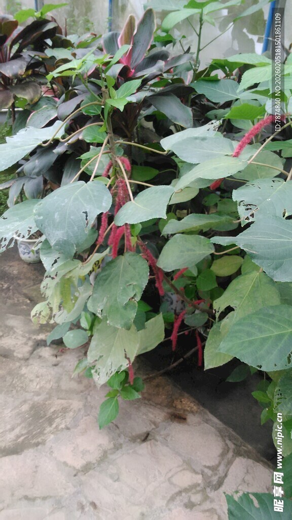 三亚绿叶间的红果植物景观