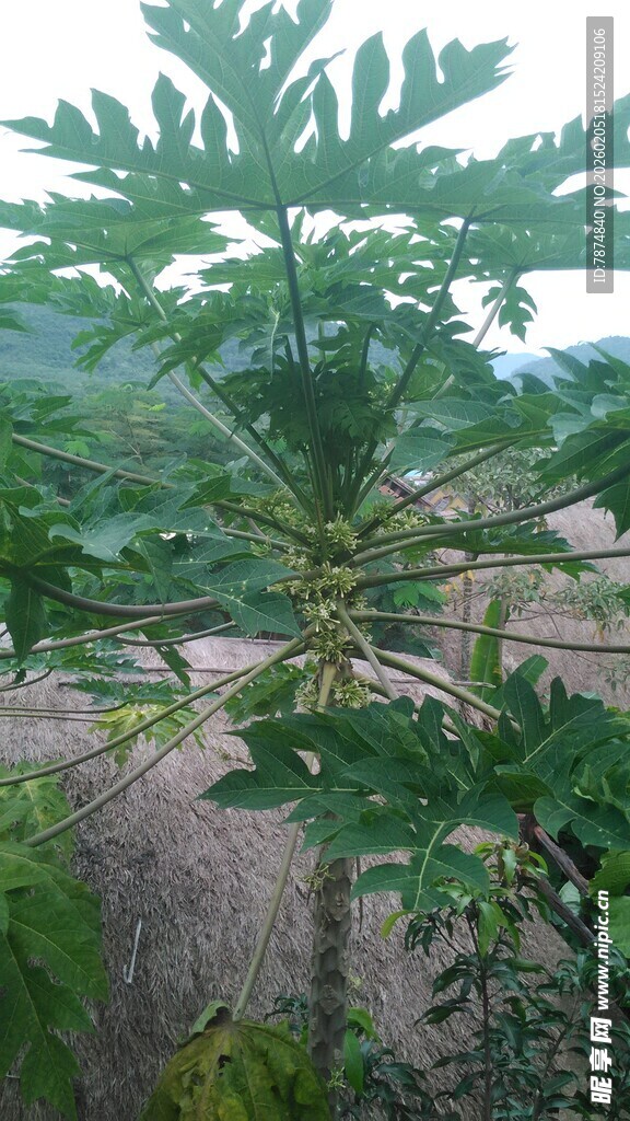 三亚田间茂盛的木瓜树