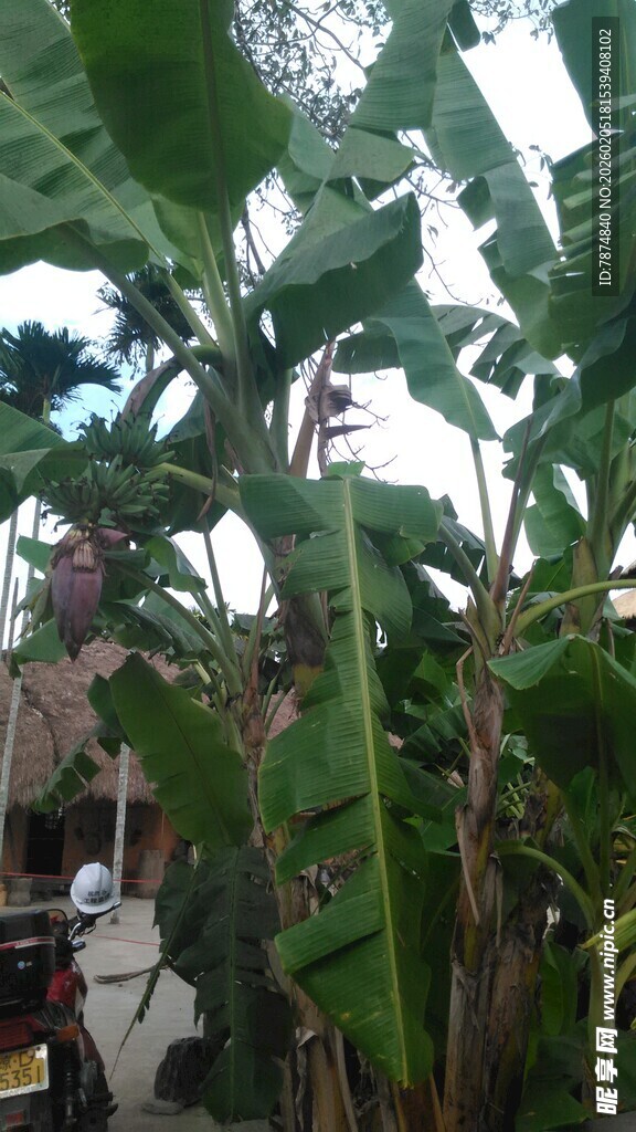 三亚繁茂香蕉植株景观