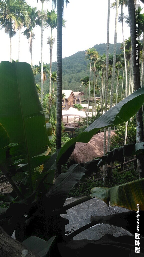 三亚雨林中的繁茂植物景观