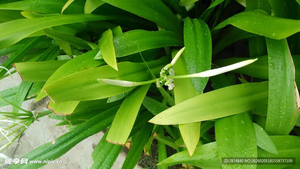 三亚翠绿叶片特写