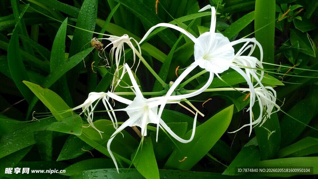 三亚优雅水鬼蕉绽放绿意间