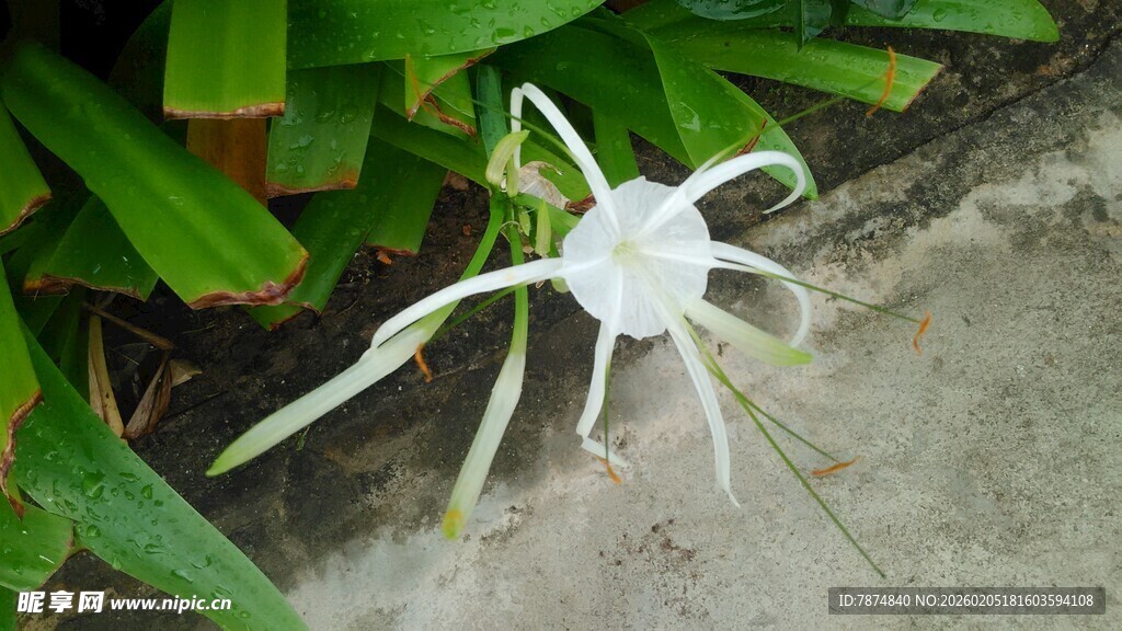 三亚白色蜘蛛兰特写