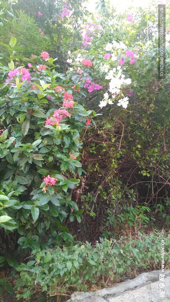 三亚繁花盛开的路边绿植景观