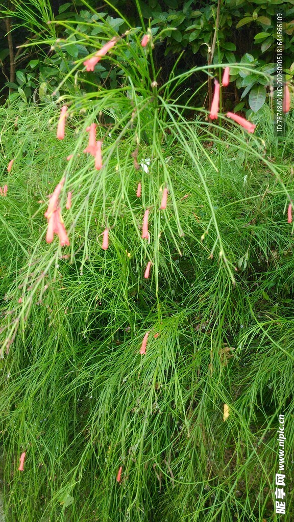 三亚翠绿草丛中的粉色小花