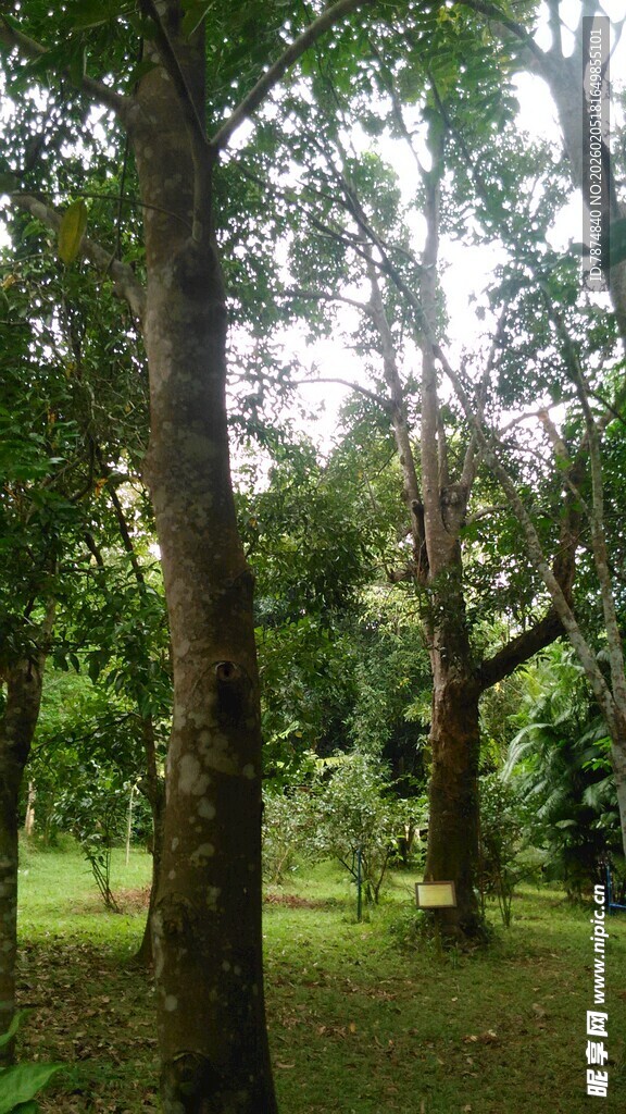 三亚茂密树林中的葱郁树木