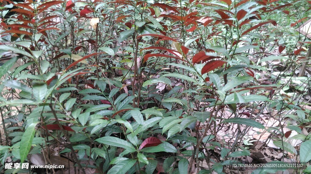 三亚绿叶红边植物景观