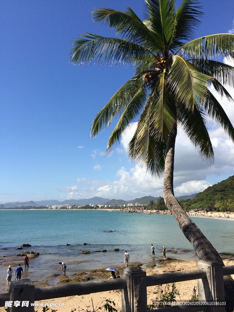 三亚海边椰树美景