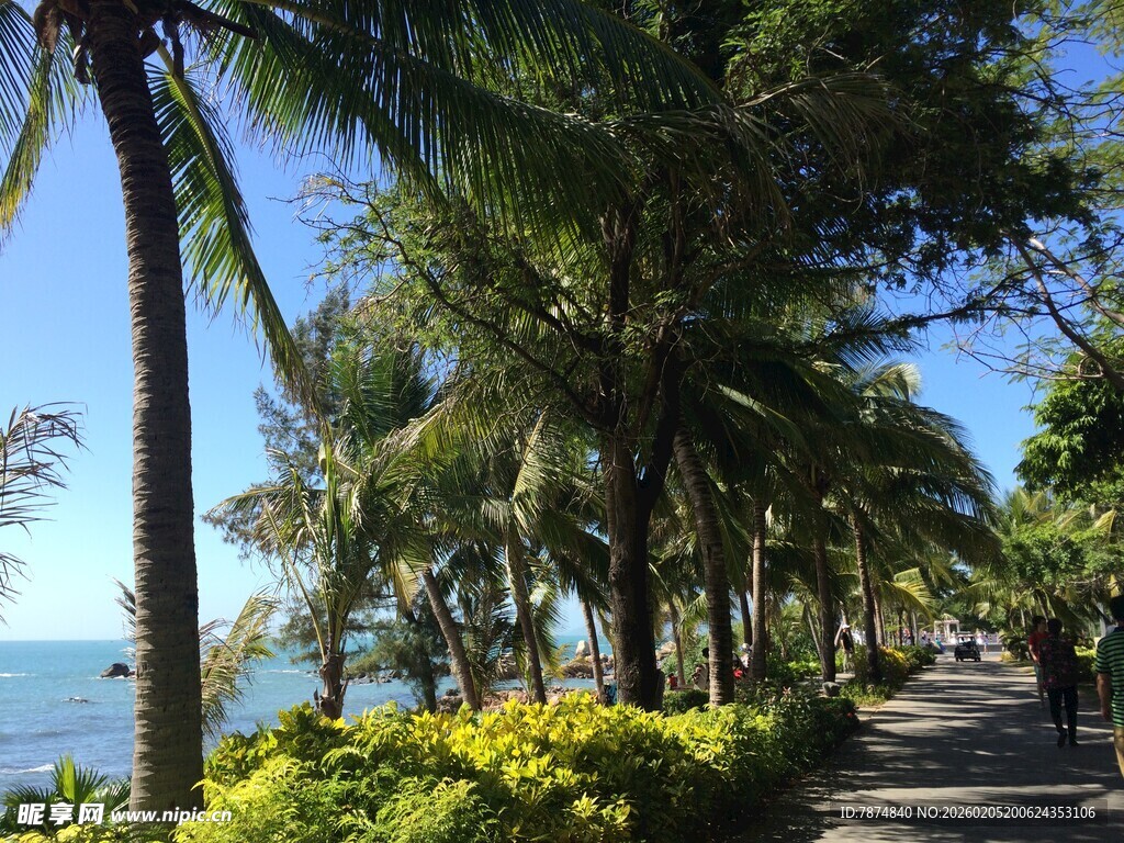 三亚海滨椰林步道美景