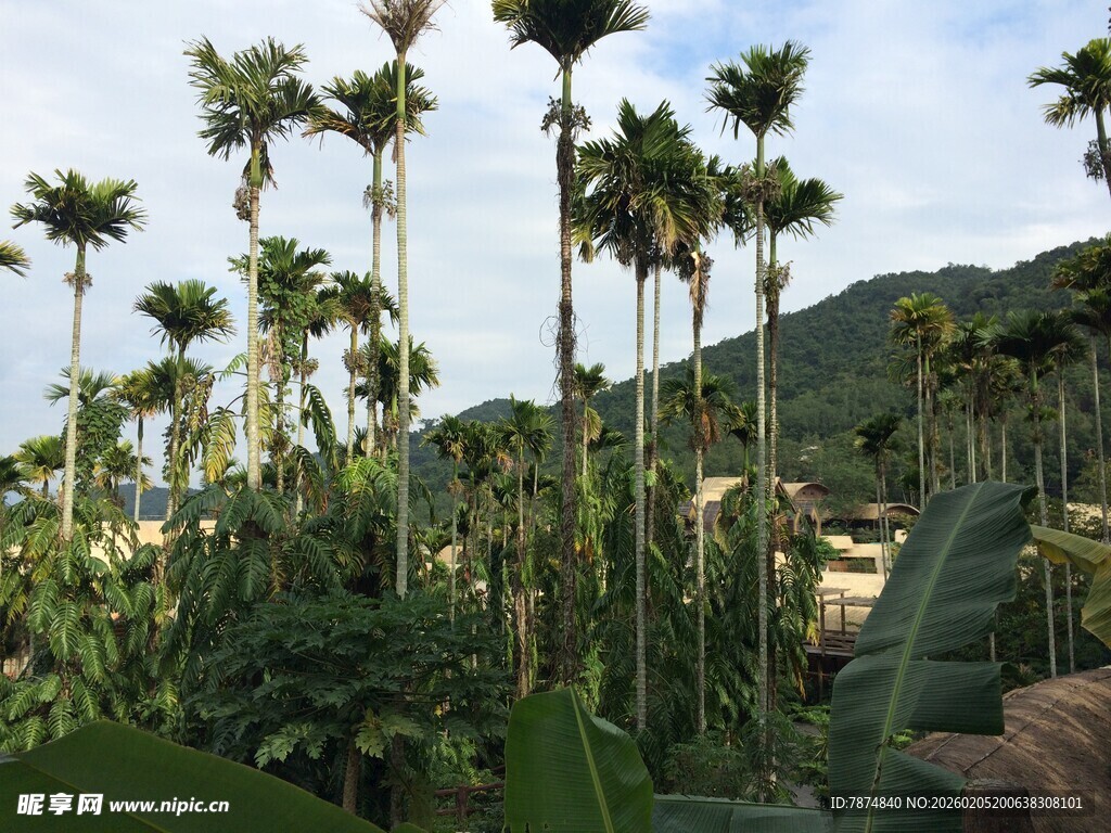 三亚热带山林中的高大棕榈树