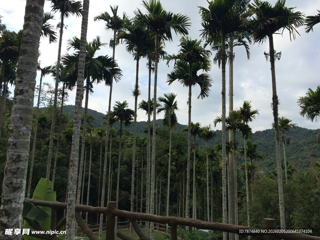 三亚高耸入云的棕榈树林景观