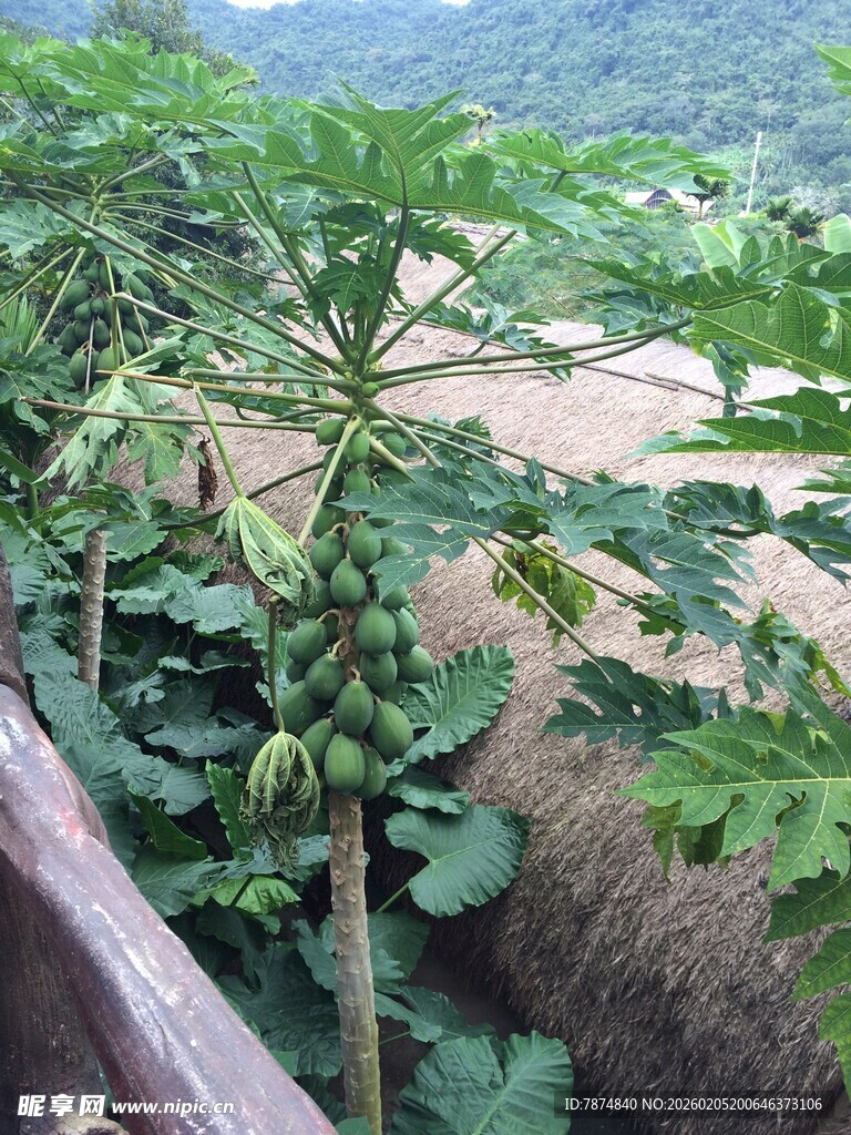 三亚户外生长的茂盛木瓜植株