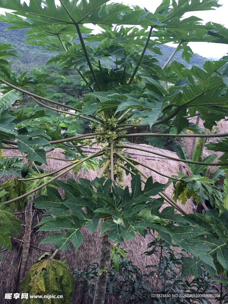 三亚繁茂瓜藤下的农家景象