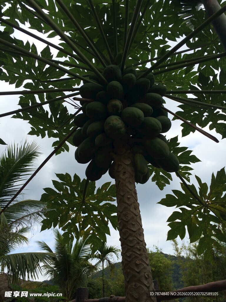 三亚高大木瓜树果实累累