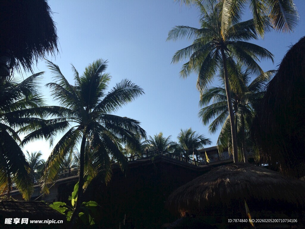 三亚热带椰林风光