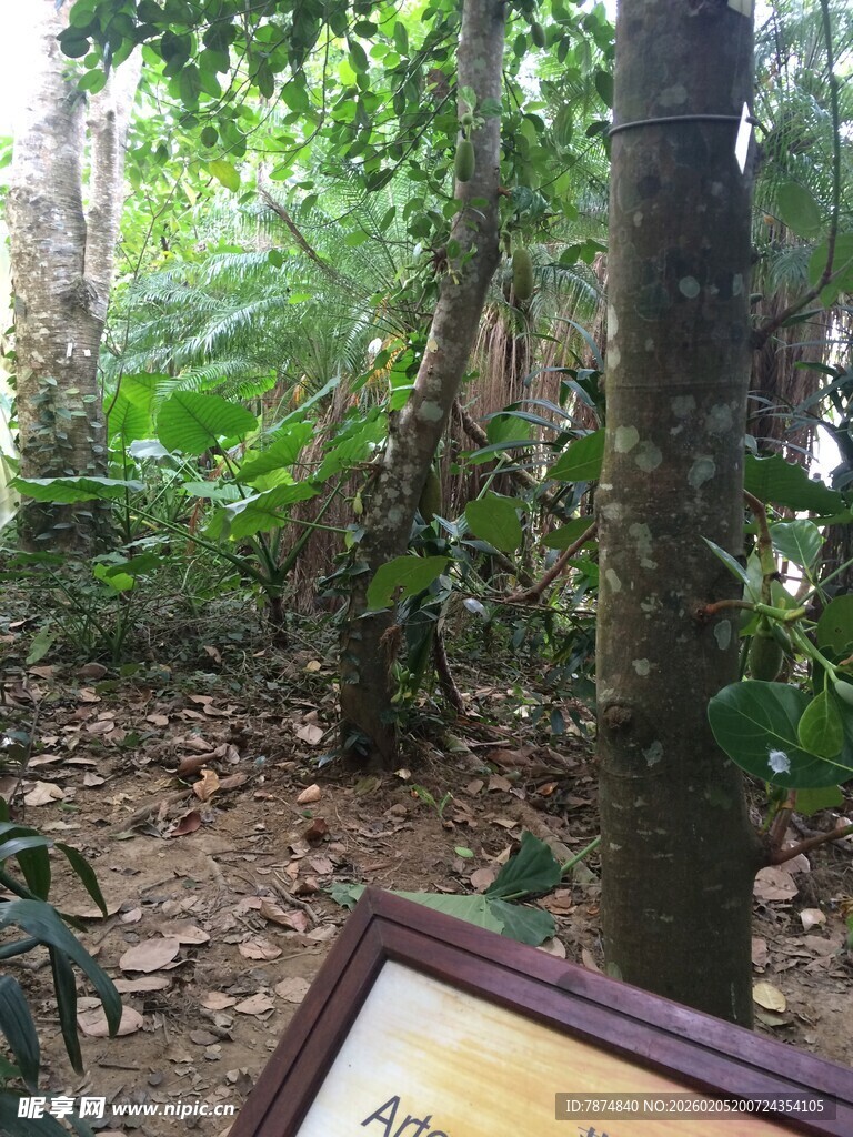 三亚森林中的相框景观